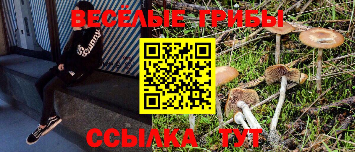 Сосновый Бор  Галлюциногенные грибы прущие грибы  Вход с VPN 